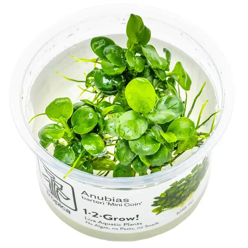 Neue Ware Aquarium Pflanze Anubias barteri 'Mini Coin' Tropica Nr.101B TC in Vitro