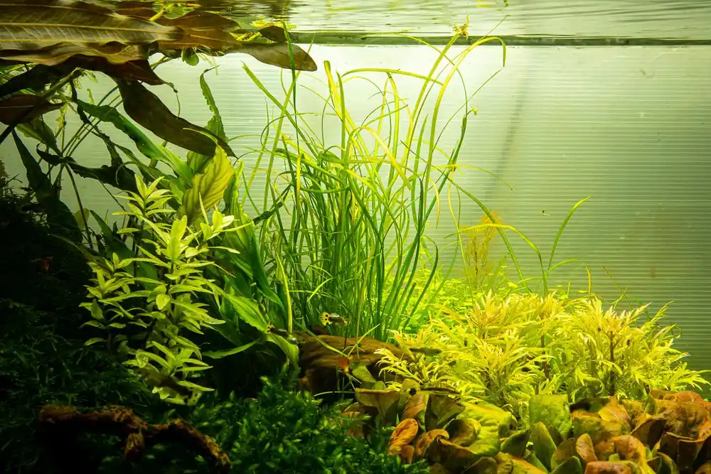 Aquarium Pflanze Sagittaria subulata 'Needle Leaf' Tropica Nr.144 TC in Vitro Ausverkauf