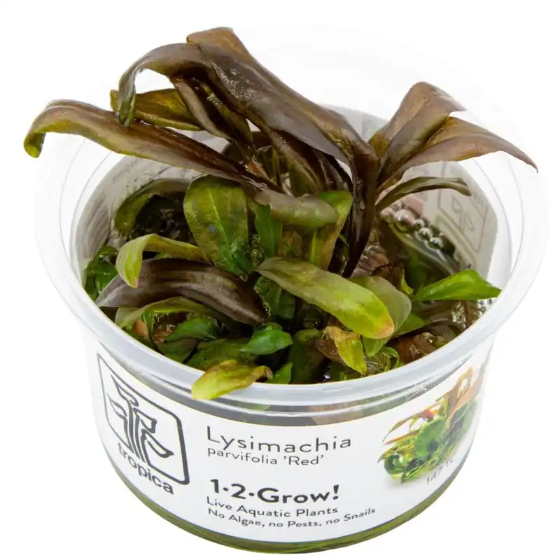 Kracherpreis Aquarium Pflanze Lysimachia parvifolia ‘Red’ Tropica Nr.147 TC in Vitro