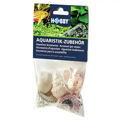 Letzte Chance HOBBY Natur Sea Shells Set L (5 Stück)