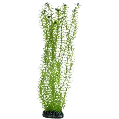 Echt HOBBY Plant Lagarosiphon 34 Centimeter Aquarieneinrichtung