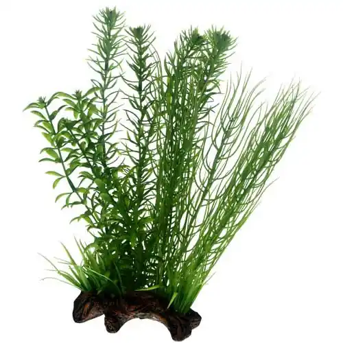 HOBBY Plant Flora Root 2 l Direkt Vom Hersteller