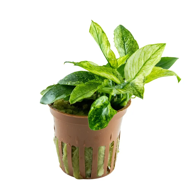 tropica Anubias barteri nana PINTO Heißes Angebot