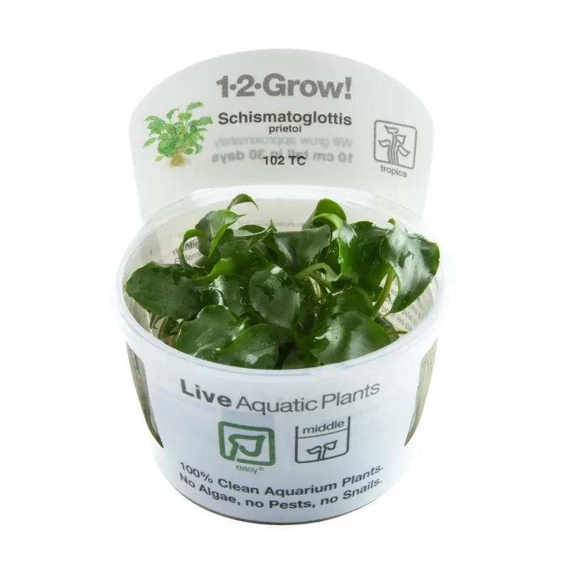 Schnäppchen tropica Schismatoglottis prietoi 1-2-Grow!